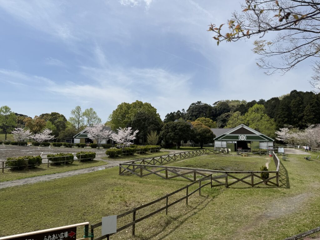 桜が綺麗なふれあい乗馬の風景写真