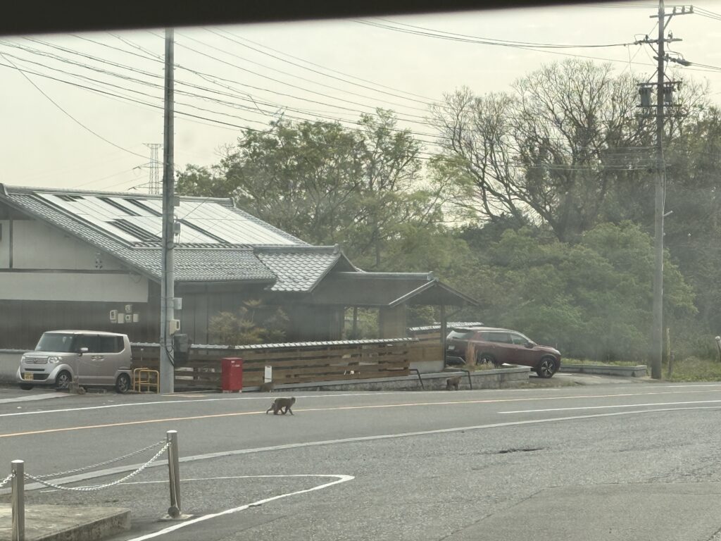 バスの車内から見えたお猿さん