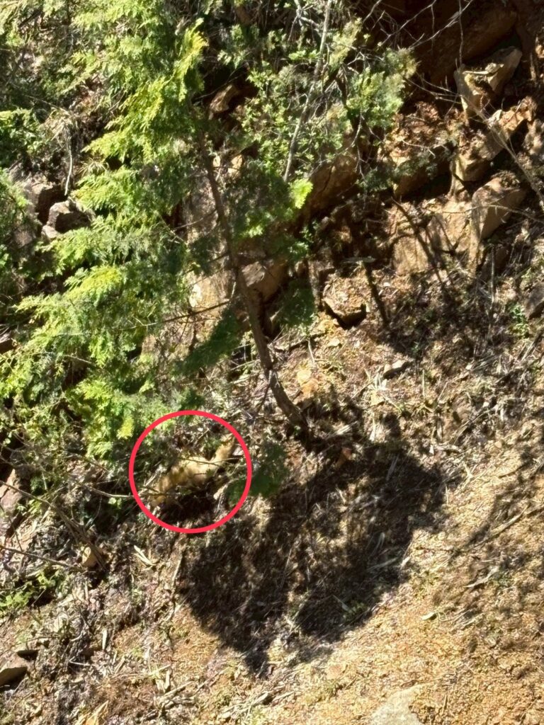 野生のテンに遭遇！