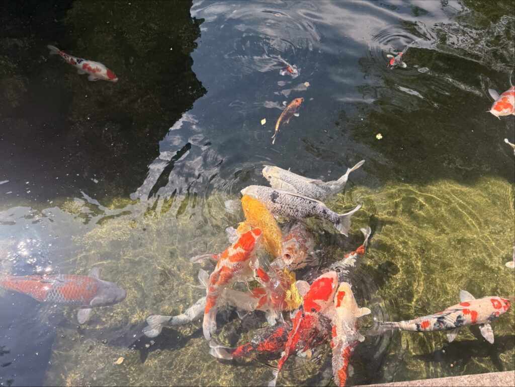 池の鯉たち