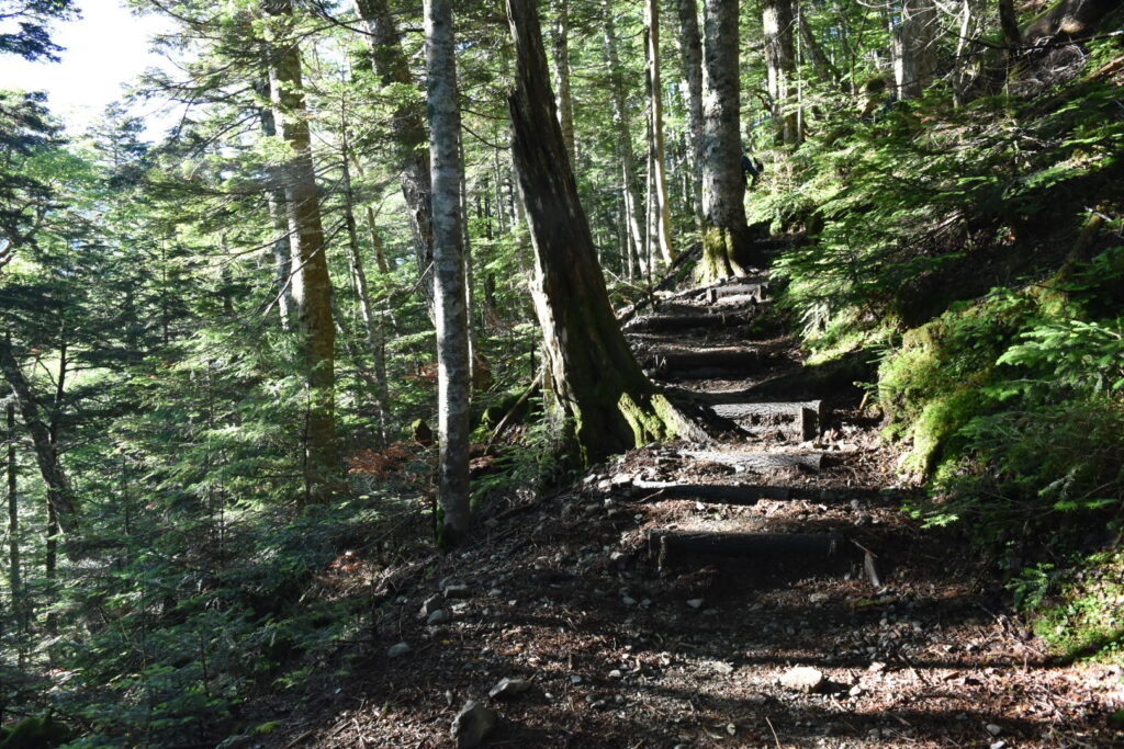 森の中を歩く気持ちの良い登山道