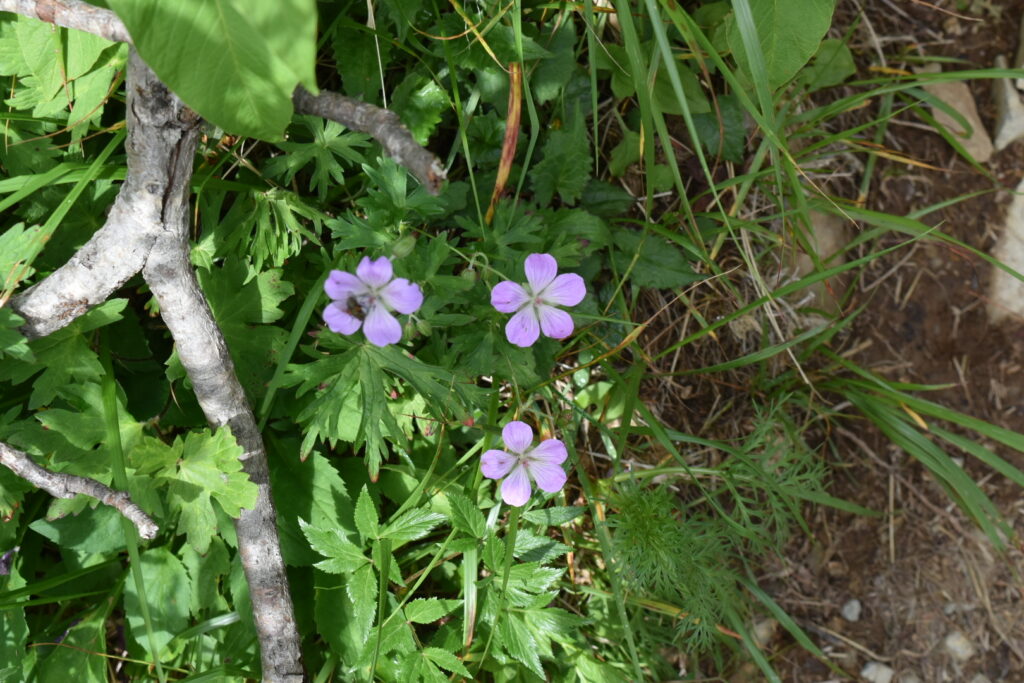 高山植物のお花①紫