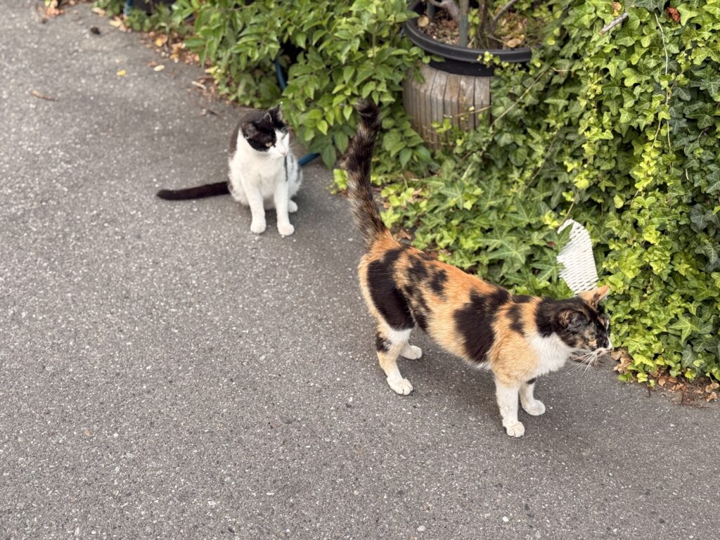 お店の前にいた猫ちゃんたち