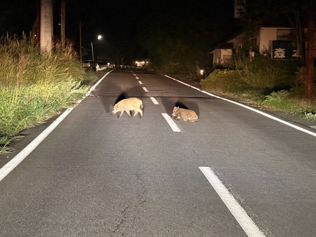 車道にどっしり横たわるイノシシ