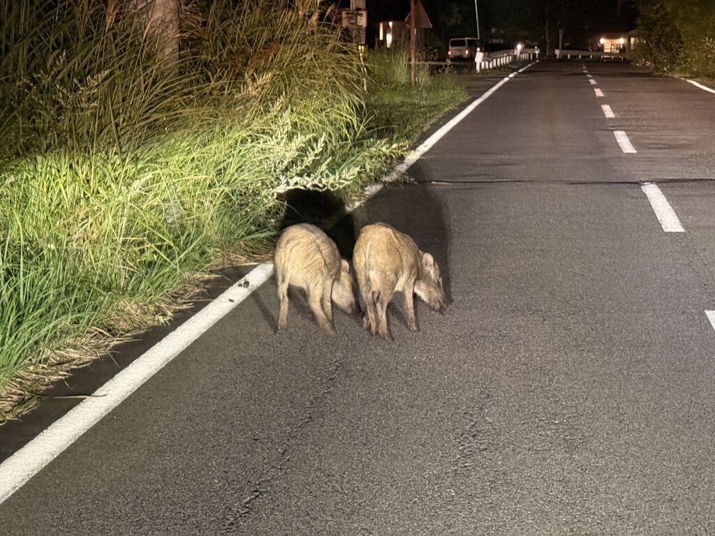 どいてくれると思いきやゆっくり草を食べてるイノシシ